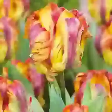 Rasta Parrot